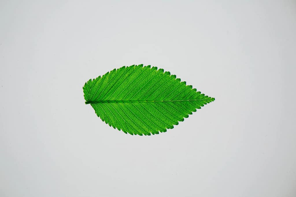 Slippery Elm - one of the Natural Remedies for Acidity (Alleviating Acidity) Symptoms