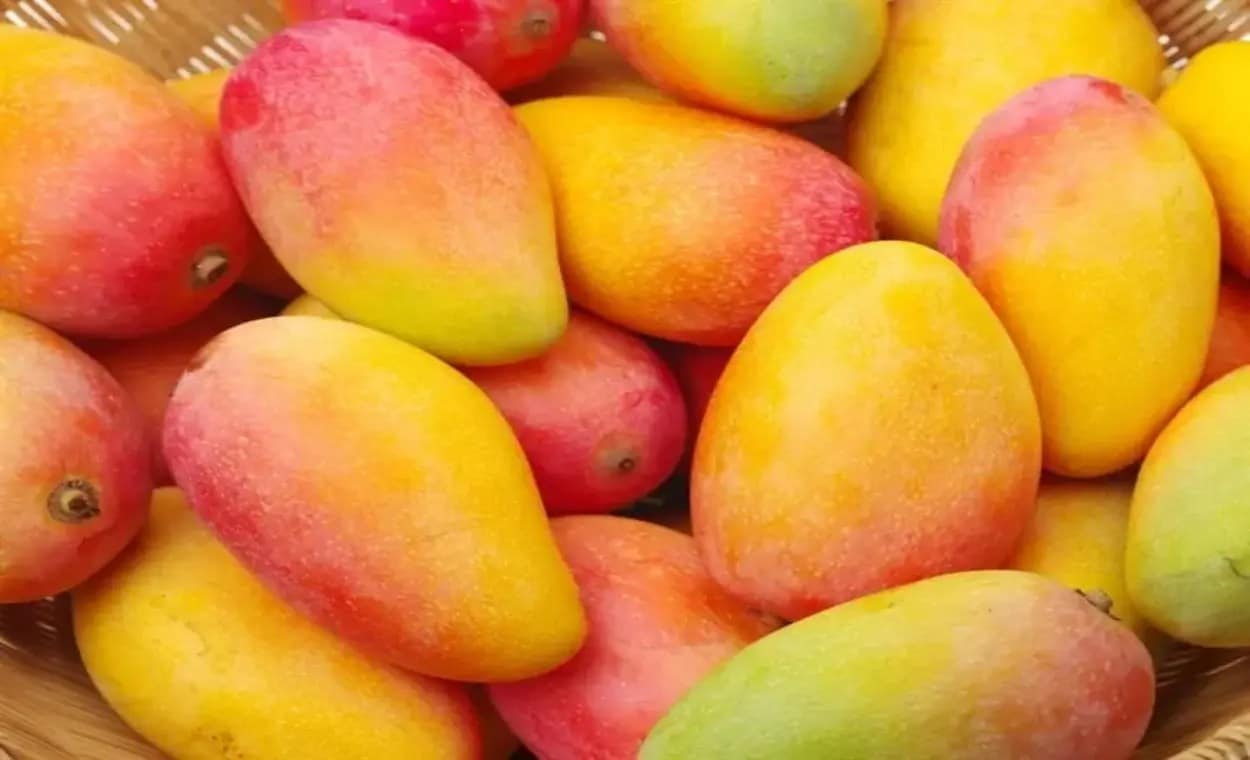 Health Benefits of Mango: Nature’s Nutrient-Rich Delight Health Benefits of Mango: Nature’s Nutrient-Rich Delight