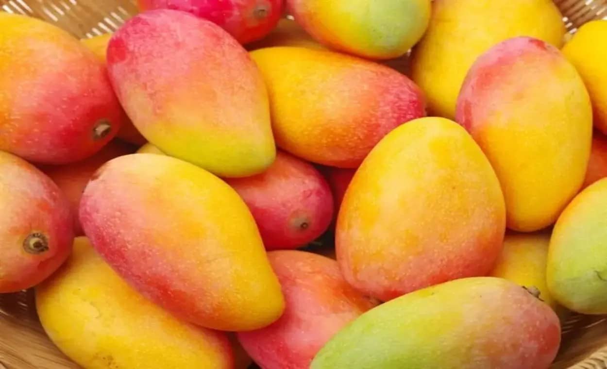 Health Benefits of Mango: Nature’s Nutrient-Rich Delight