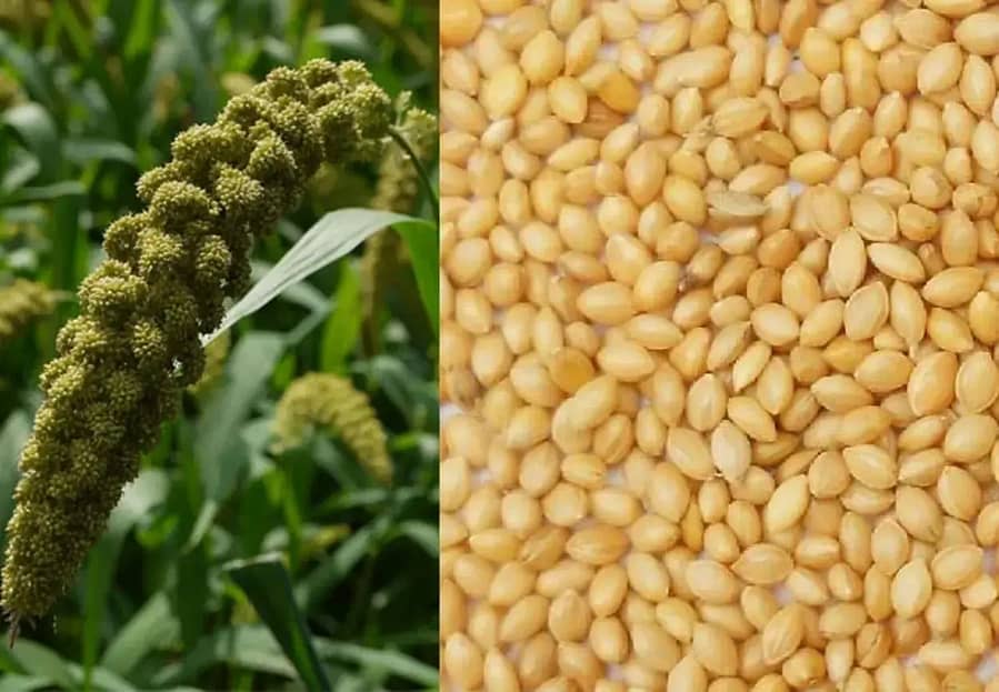 Foxtail Millet (कंगनी बाजरा) one of the 8 Types of Millets
