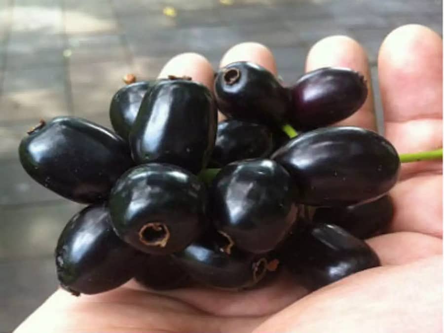 The Incredible Health Benefits of Jamun