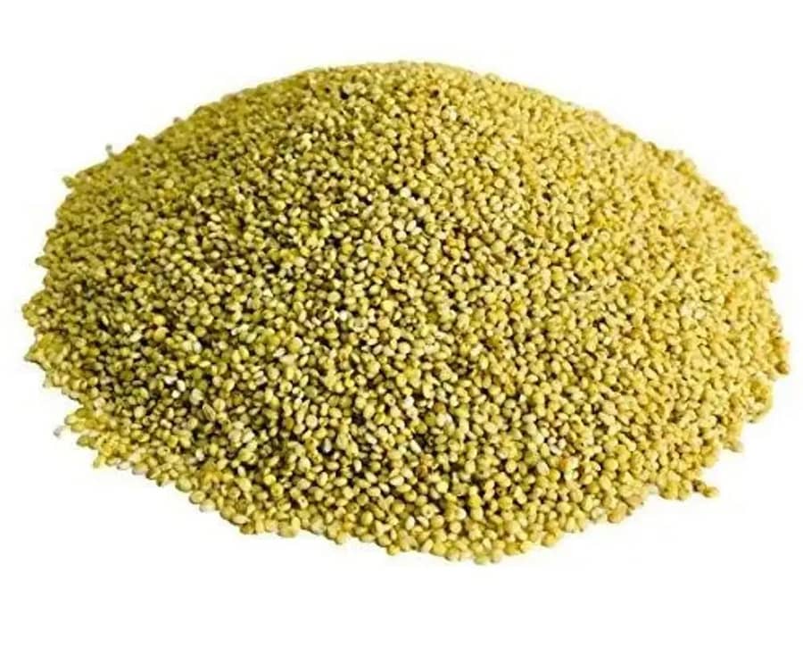 Browntop Millet (छोटी कंगनी / हरी कंगनी बाजरा) one of the 8 Types of Millets