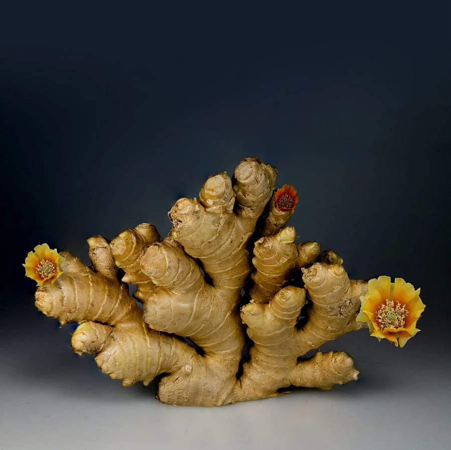 Ginger - one of the Natural Remedies for Acidity (Alleviating Acidity) Symptoms