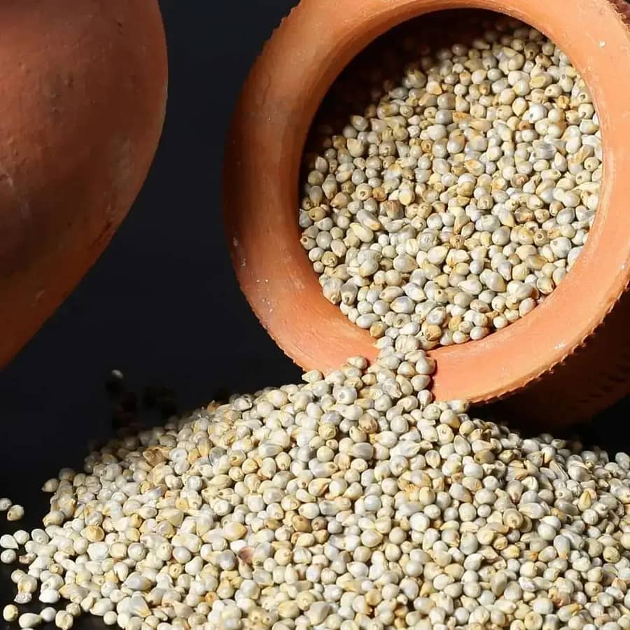 Pearl Millet (बाजरा) one of the 8 Types of Millets