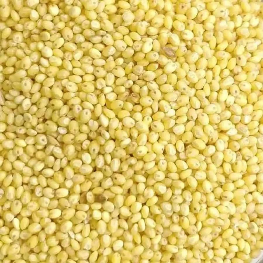 Proso Millet (पुनर्वा बाजरा) one of the 8 Types of Millets