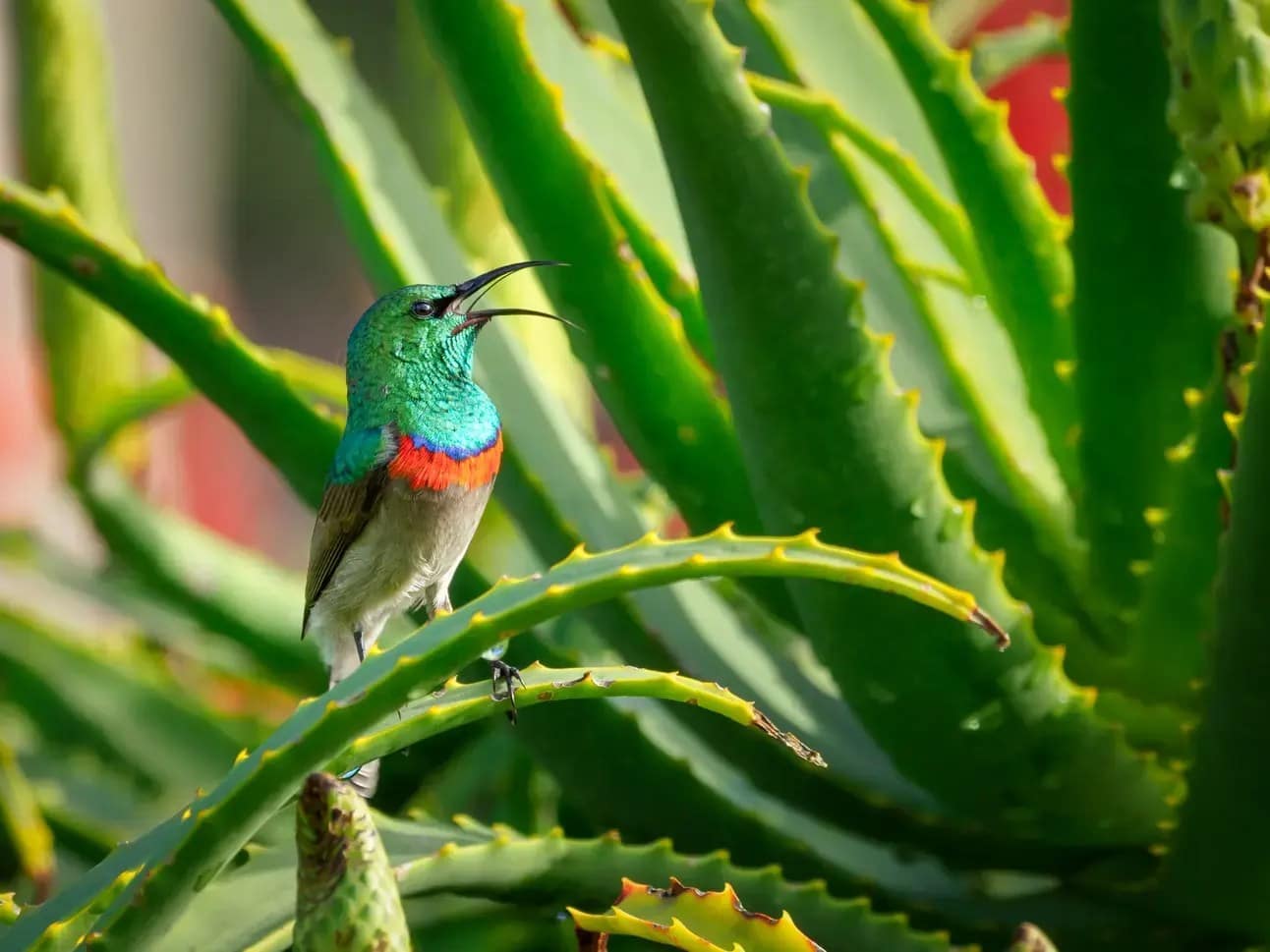 Aloe Vera - one of the Natural Remedies for Acidity (Alleviating Acidity) Symptoms