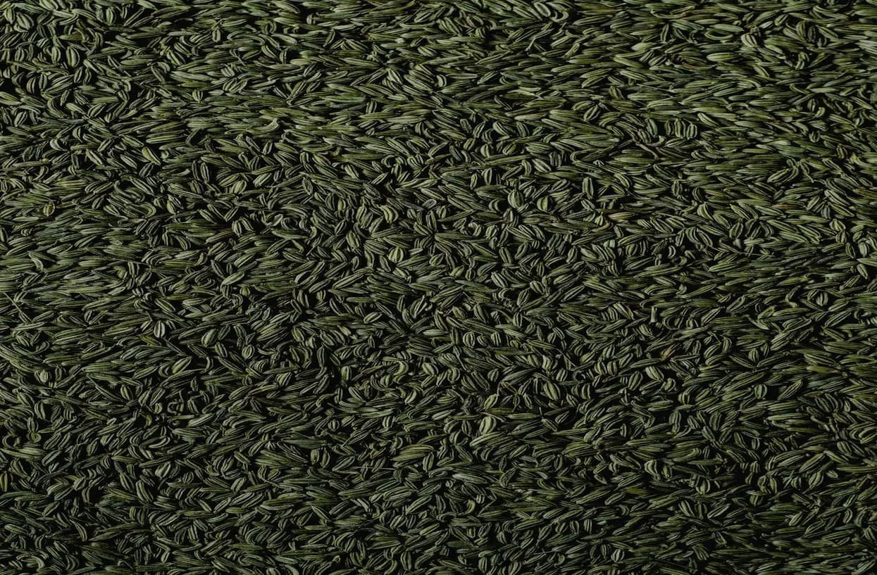 Fennel Seeds - one of the Natural Remedies for Acidity (Alleviating Acidity) Symptoms
