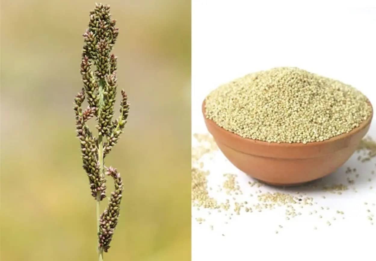 Barnyard Millet (सांवा या सनवा बाजरा) one of the 8 Types of Millets