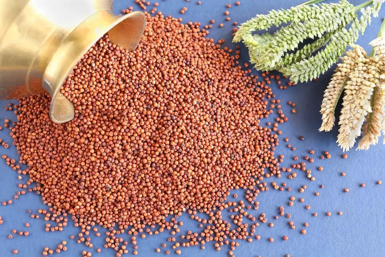 Finger Millet (रागी) one of the 8 Types of Millets