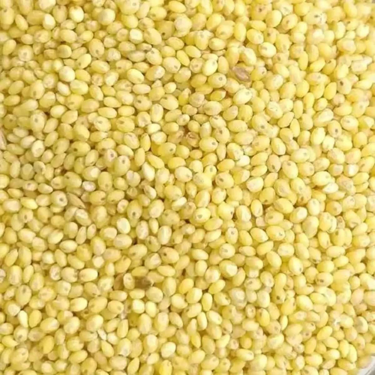 Proso Millet (पुनर्वा बाजरा) one of the 8 Types of Millets